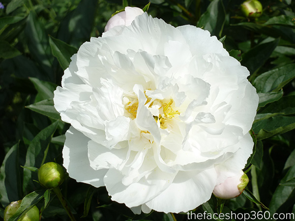 White Peony - Hoa mẫu đơn trắng, loài hoa vương giả